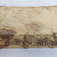 1558 ALDINE PRESS NATURAL HISTORY by Pliny the Younger VELLUM FOLIO antique