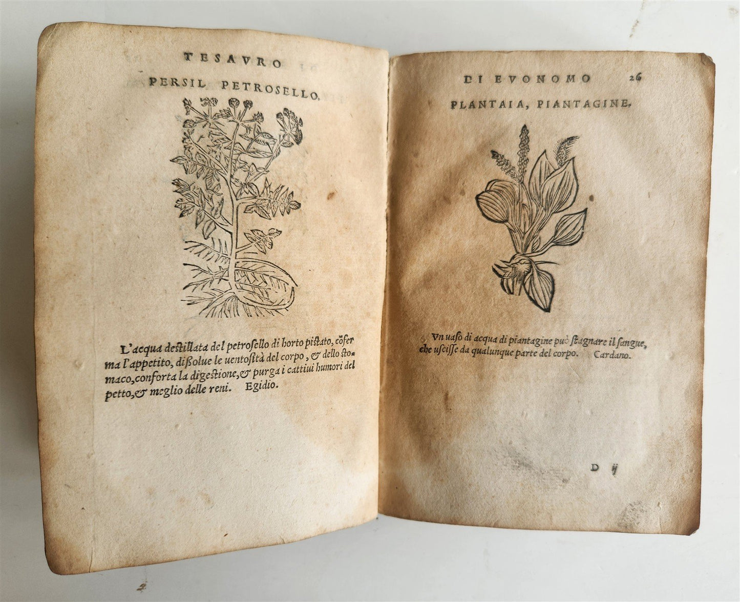 1556 SECRET REMEDIES CONRAD GESNER antique pharmaceutical alchemical ILLUSTRATED