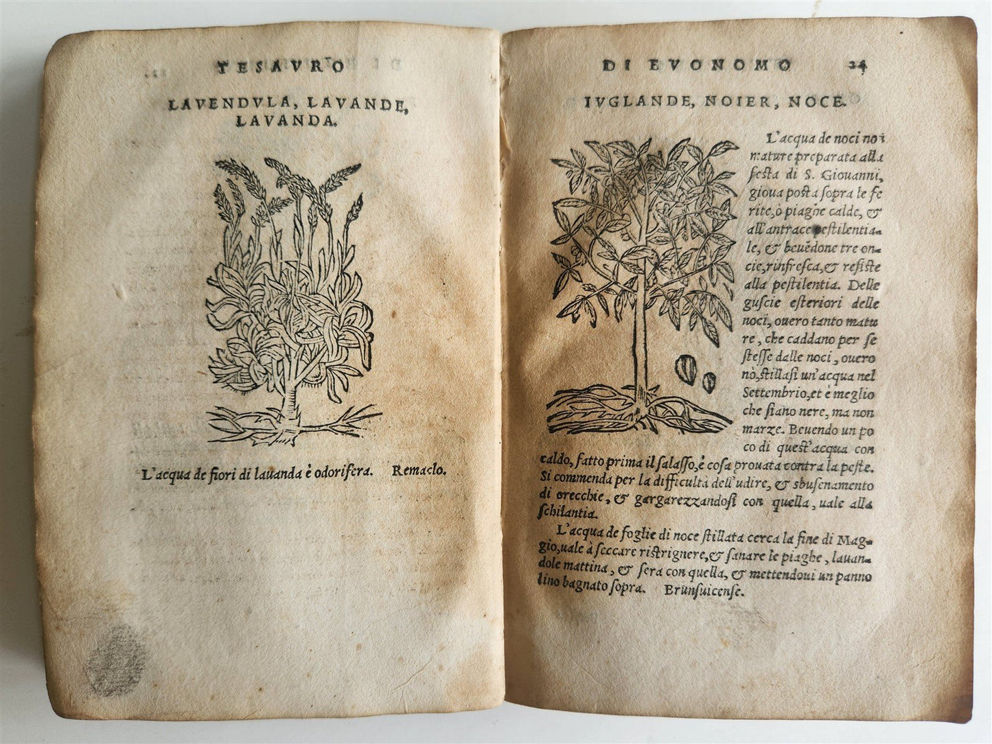 1556 SECRET REMEDIES CONRAD GESNER antique pharmaceutical alchemical ILLUSTRATED
