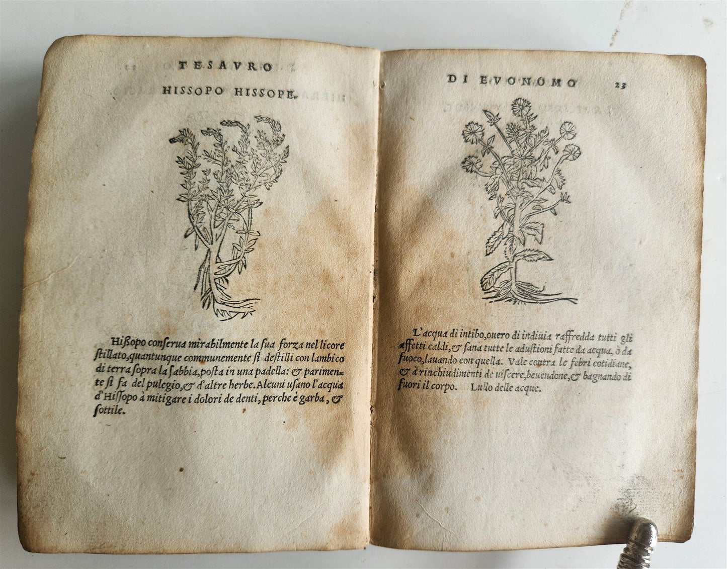 1556 SECRET REMEDIES CONRAD GESNER antique pharmaceutical alchemical ILLUSTRATED