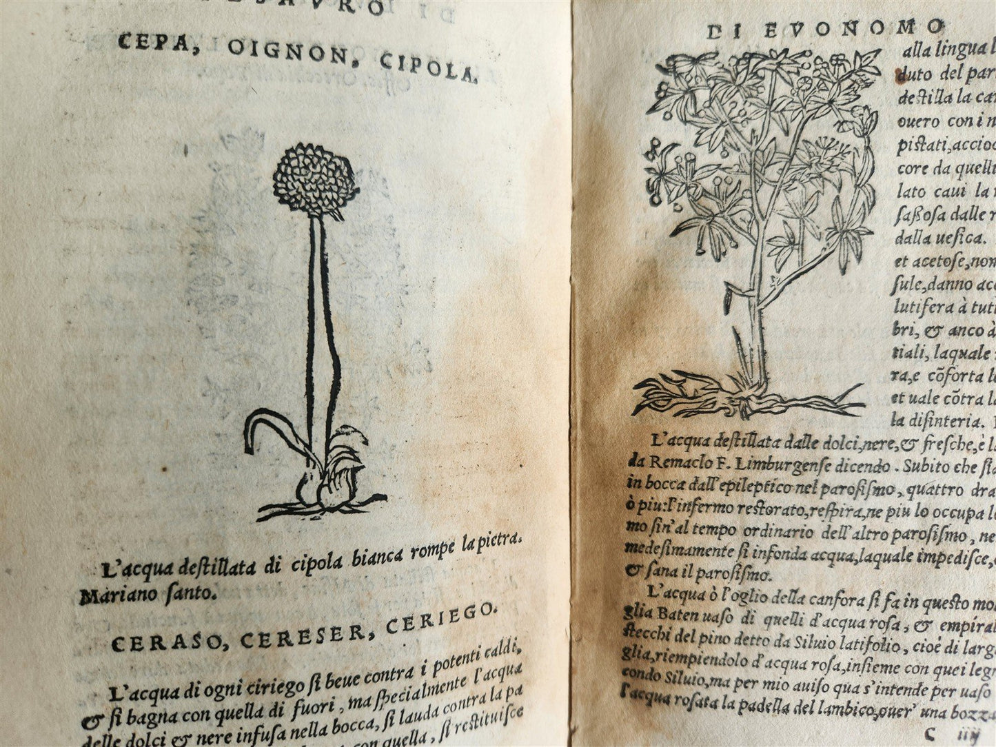 1556 SECRET REMEDIES CONRAD GESNER antique pharmaceutical alchemical ILLUSTRATED