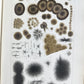 1853 NORMAL & PATHOLOGICAL ANATOMICAL & PHYSIOLOGICAL CHEMISTRY antique ILLUSTR.