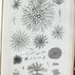 1853 NORMAL & PATHOLOGICAL ANATOMICAL & PHYSIOLOGICAL CHEMISTRY antique ILLUSTR.