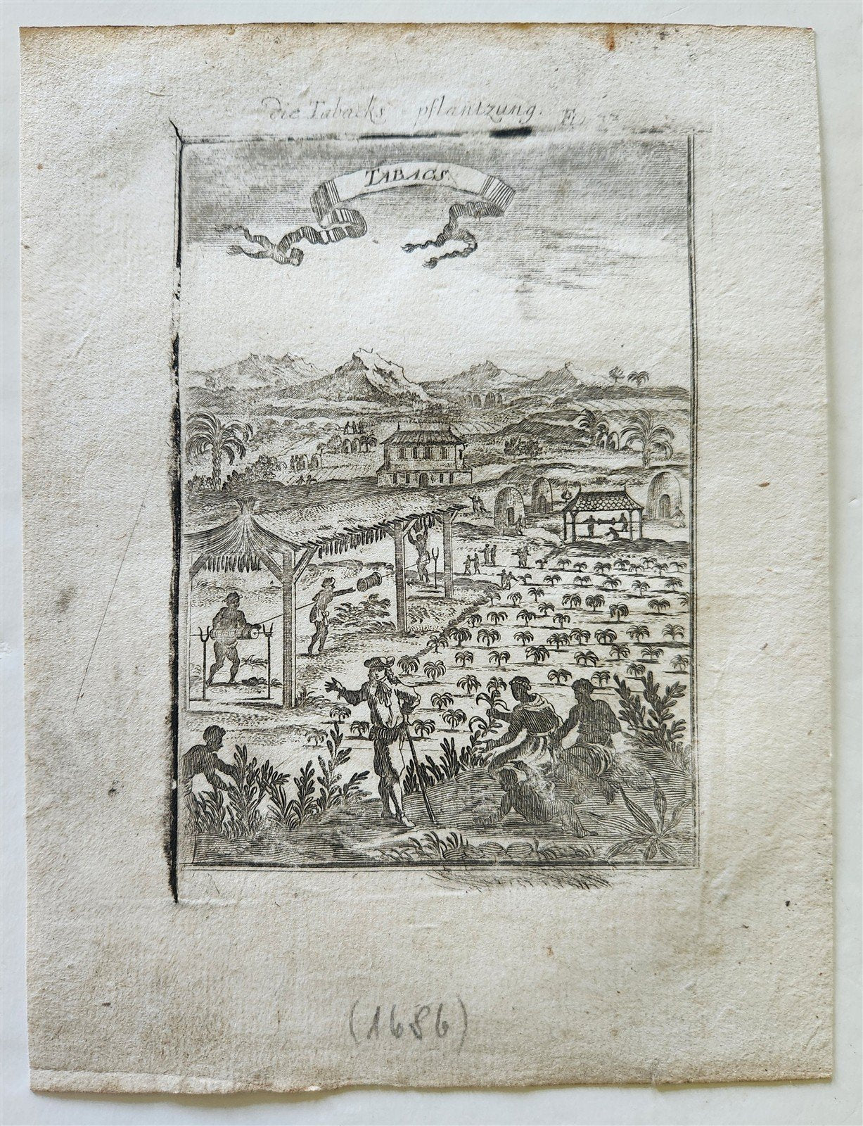 1686 TOBACCO PLANTATION IN CARIBBEAN ISLANDS West Indies ANTIQUE engraving