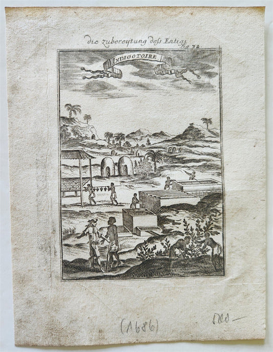 1686 INDIGO PLANTATION IN CARIBBEAN ISLANDS West Indies ANTIQUE engraving