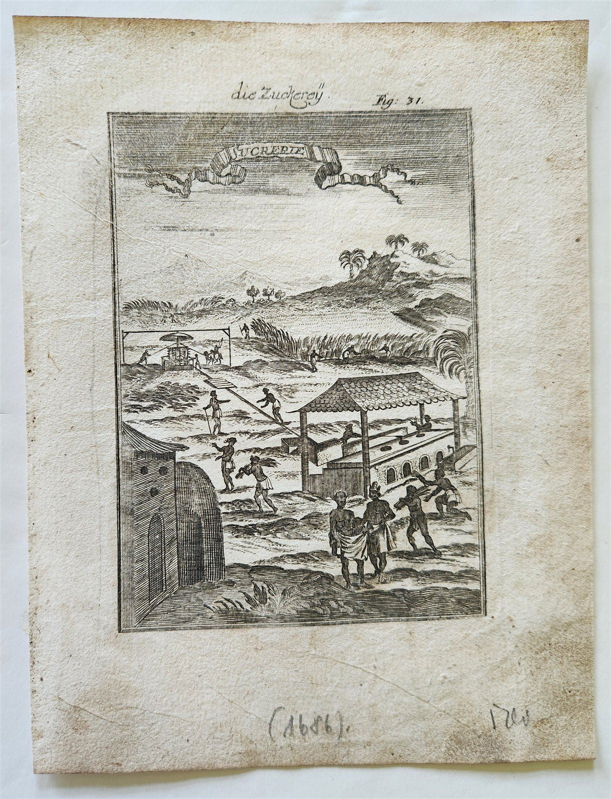1686 SUGAR CANE PLANTATION IN CARIBBEAN ISLANDS West Indies ANTIQUE engraving