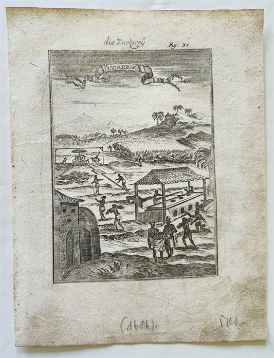 1686 SUGAR CANE PLANTATION IN CARIBBEAN ISLANDS West Indies ANTIQUE engraving
