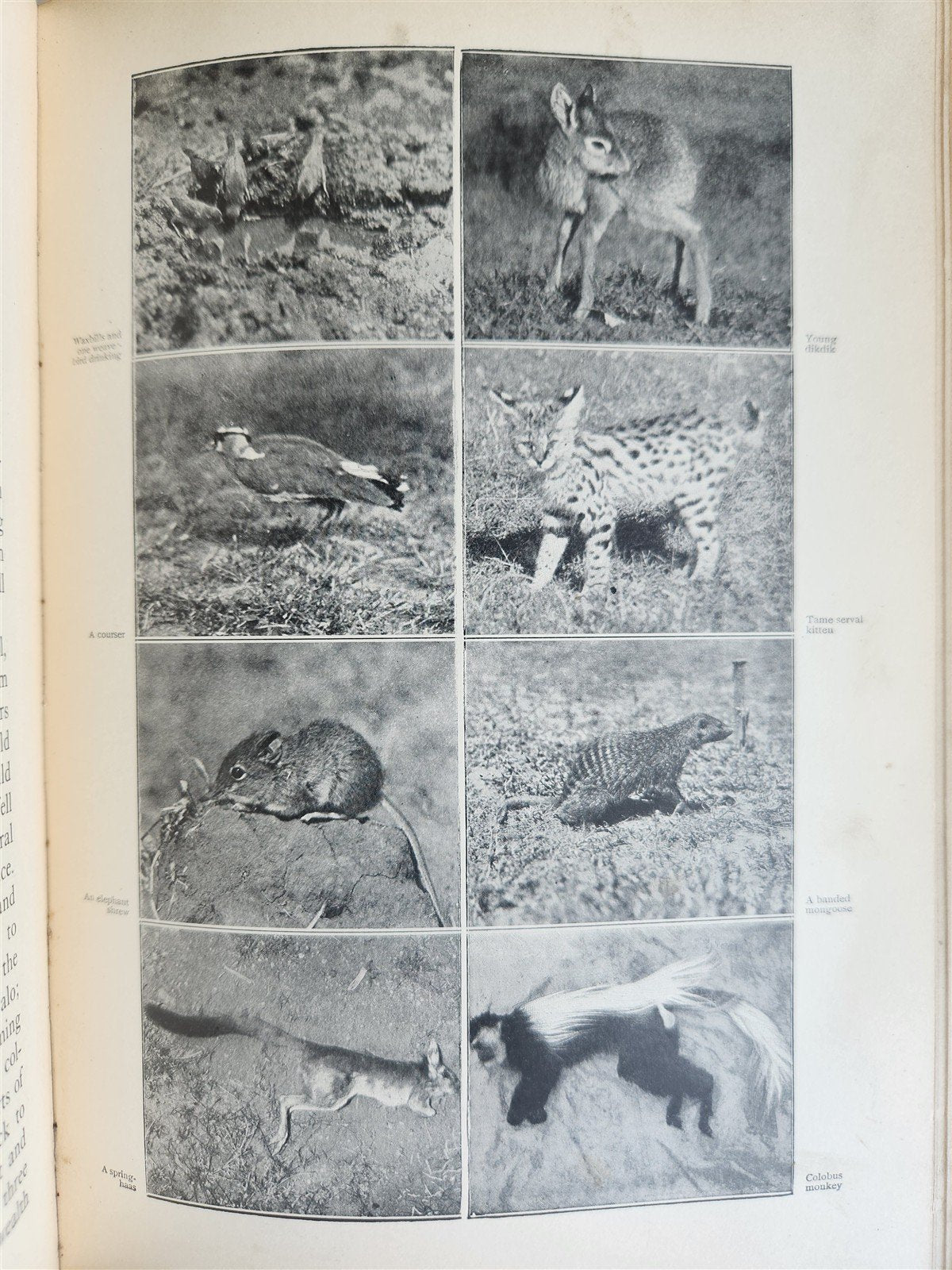 1910 AFRICAN GAME TRAILS by THEODORE ROOSEVELT antique ILLUSTRATED BOOK