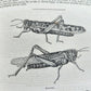 1836 BIBLE in ENGLISH 3 volumes OLD and NEW TESTAMENTS antique ILLUSTRATED