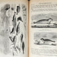 1882 VOYAGE OF THE VEGA bound ASIA & EUROPE by Nordenskiold antique ILLUSTRATED