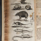 1666 HISTORY of CARIBBY ISLAND 1st ENGLISH EDITION antique ILLUSTRATED rare