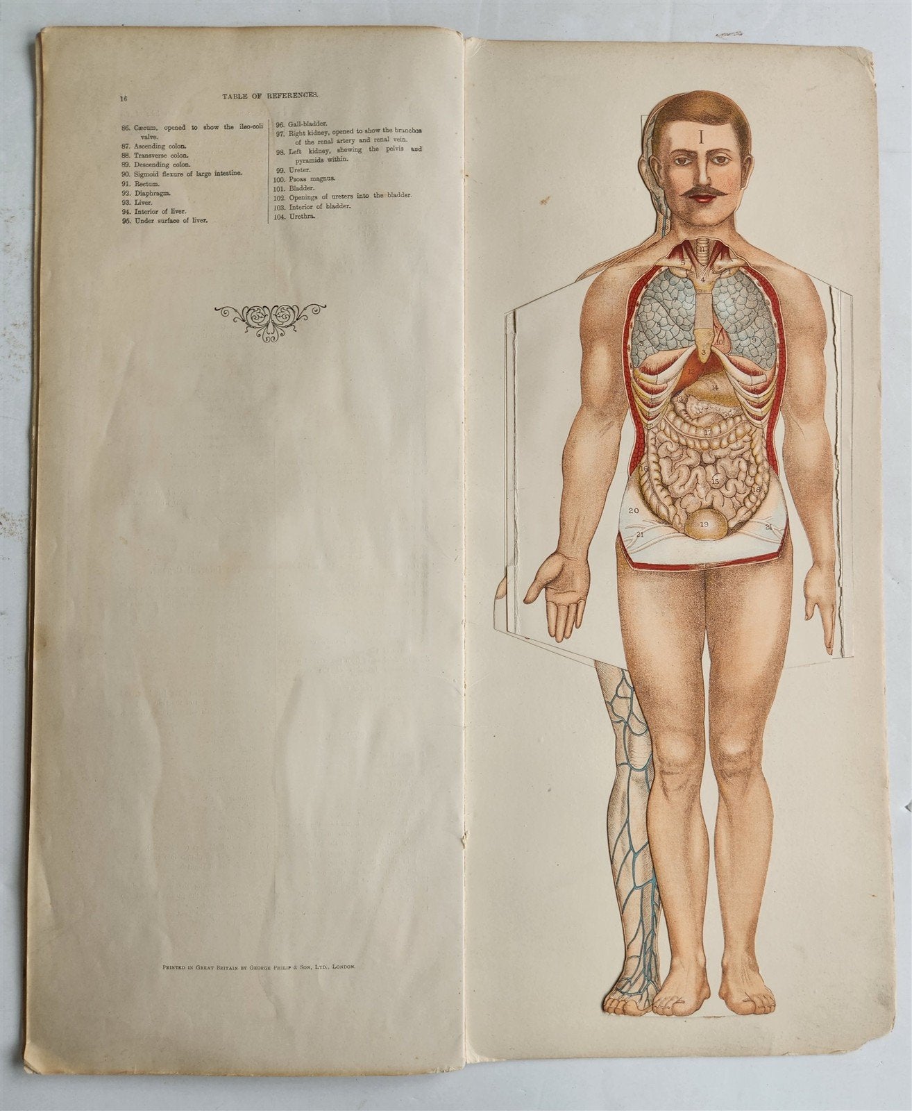 1890s PHILIPS POPULAR MANIKIN by W.FURNEAUX antique FLAP BOOK anatomical model