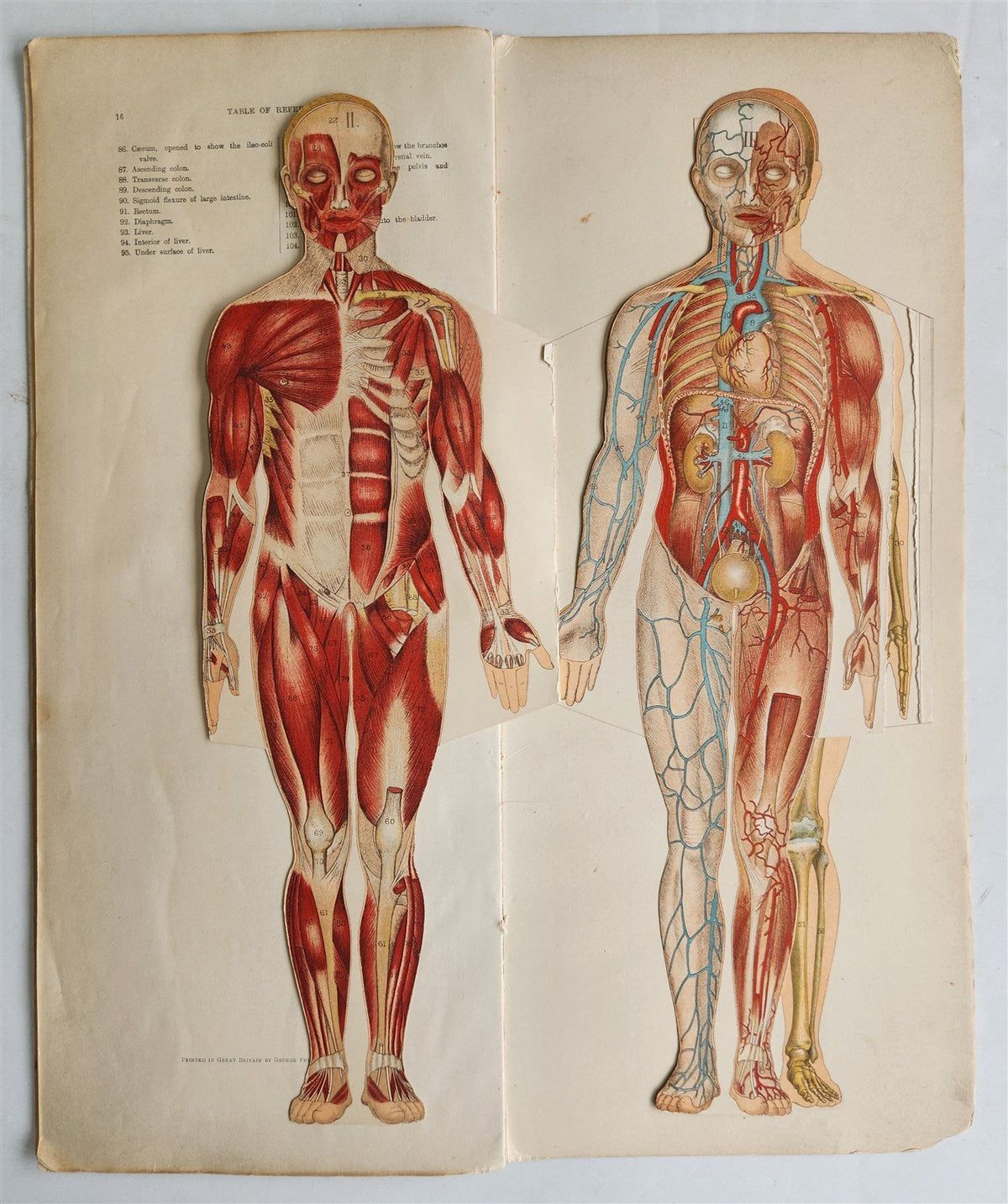 1890s PHILIPS POPULAR MANIKIN by W.FURNEAUX antique FLAP BOOK anatomical model