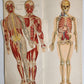 1890s PHILIPS POPULAR MANIKIN by W.FURNEAUX antique FLAP BOOK anatomical model