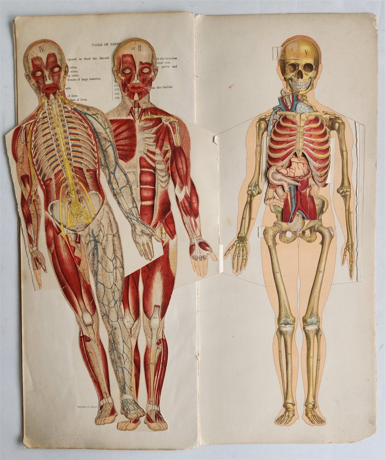 1890s PHILIPS POPULAR MANIKIN by W.FURNEAUX antique FLAP BOOK anatomical model