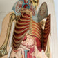 1890s PHILIPS POPULAR MANIKIN by W.FURNEAUX antique FLAP BOOK anatomical model