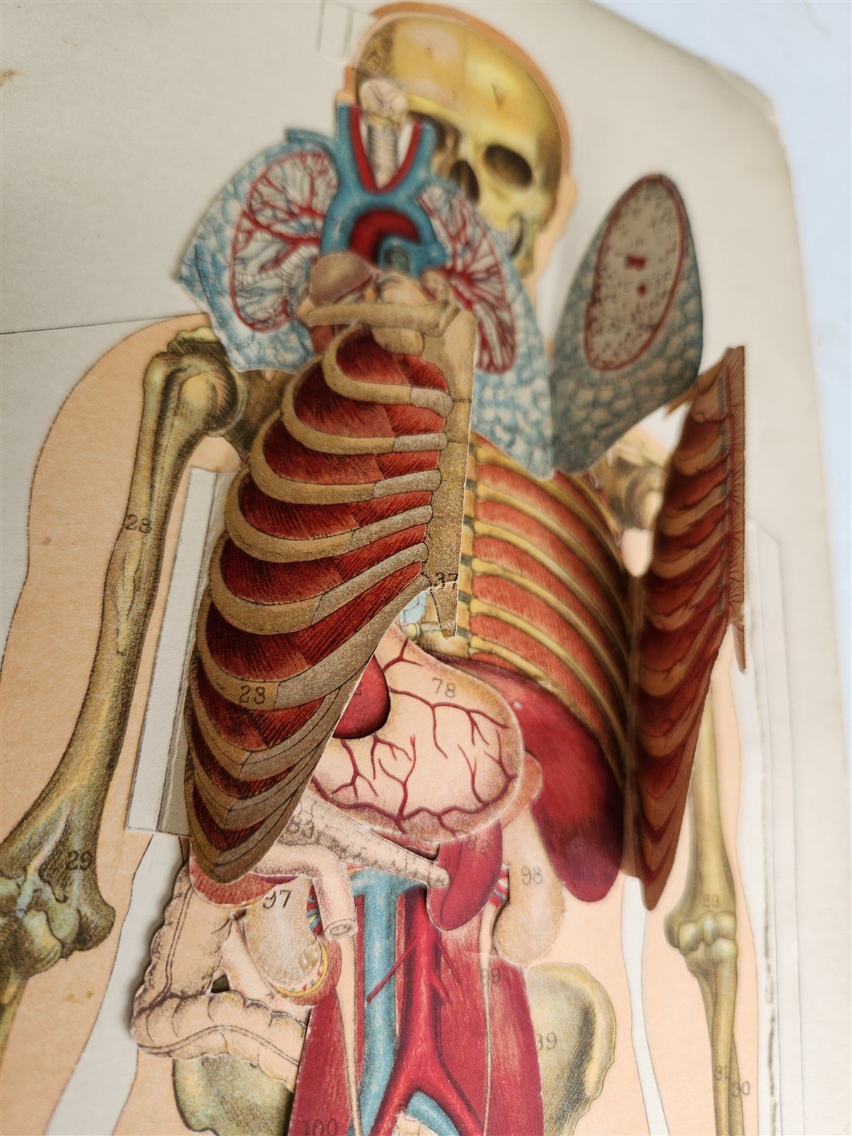 1890s PHILIPS POPULAR MANIKIN by W.FURNEAUX antique FLAP BOOK anatomical model
