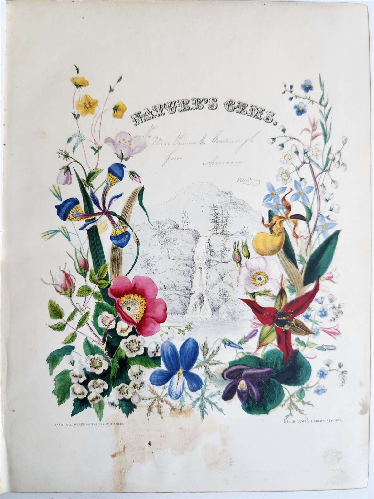 1845 AMERICAN WILD FLOWERS in THEIR NATIVE HAUNTS antique 1st ED. ILLUSTRATED