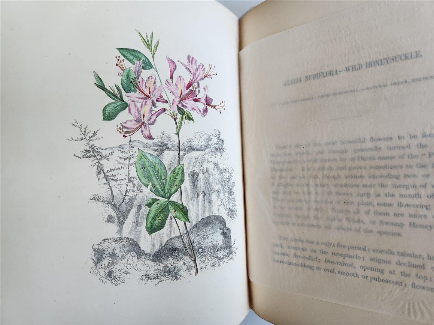 1845 AMERICAN WILD FLOWERS in THEIR NATIVE HAUNTS antique 1st ED. ILLUSTRATED