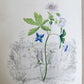 1845 AMERICAN WILD FLOWERS in THEIR NATIVE HAUNTS antique 1st ED. ILLUSTRATED