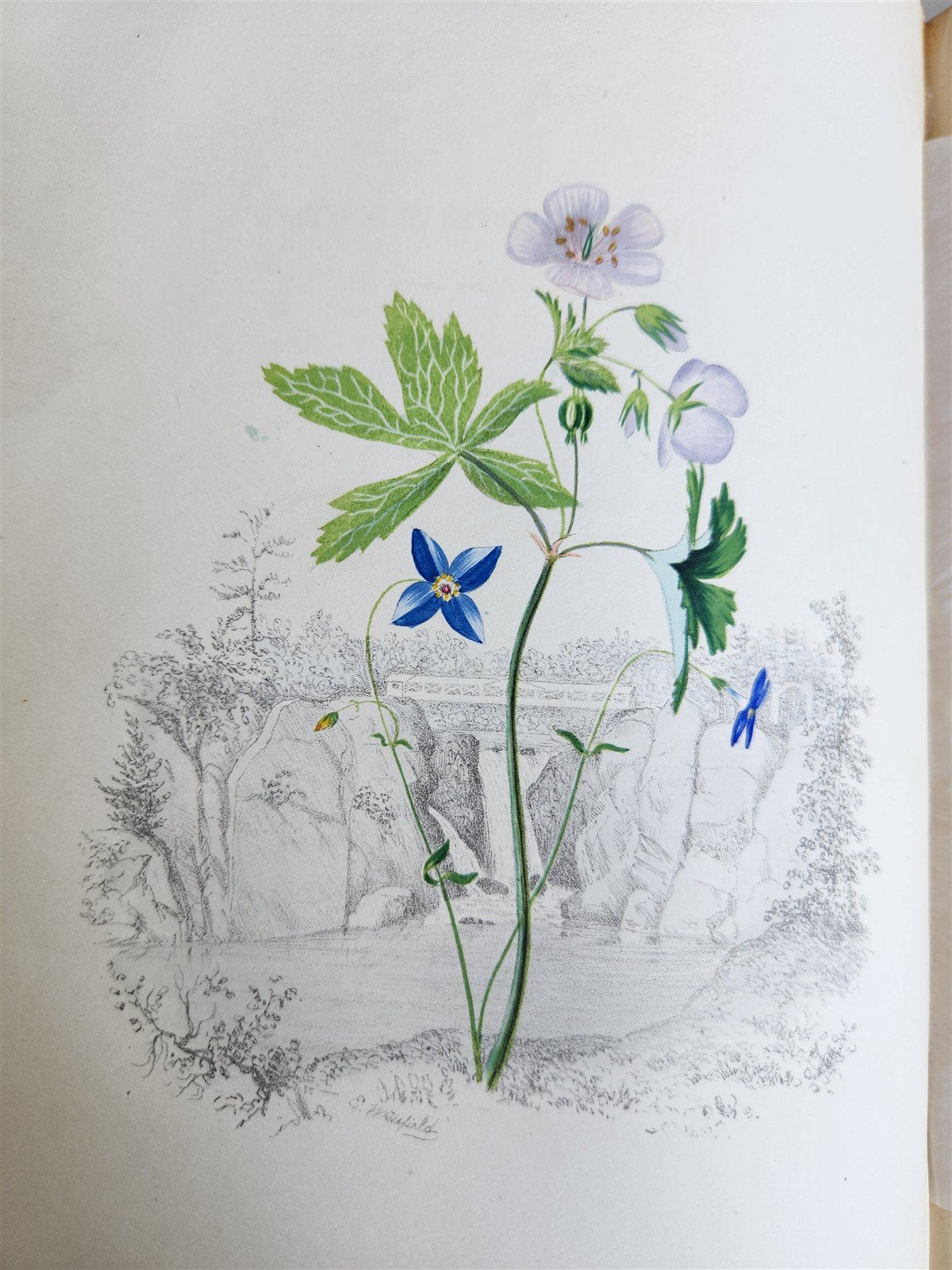 1845 AMERICAN WILD FLOWERS in THEIR NATIVE HAUNTS antique 1st ED. ILLUSTRATED
