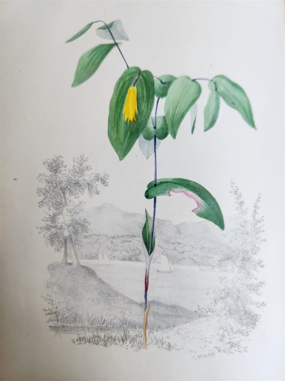 1845 AMERICAN WILD FLOWERS in THEIR NATIVE HAUNTS antique 1st ED. ILLUSTRATED