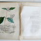 1845 AMERICAN WILD FLOWERS in THEIR NATIVE HAUNTS antique 1st ED. ILLUSTRATED