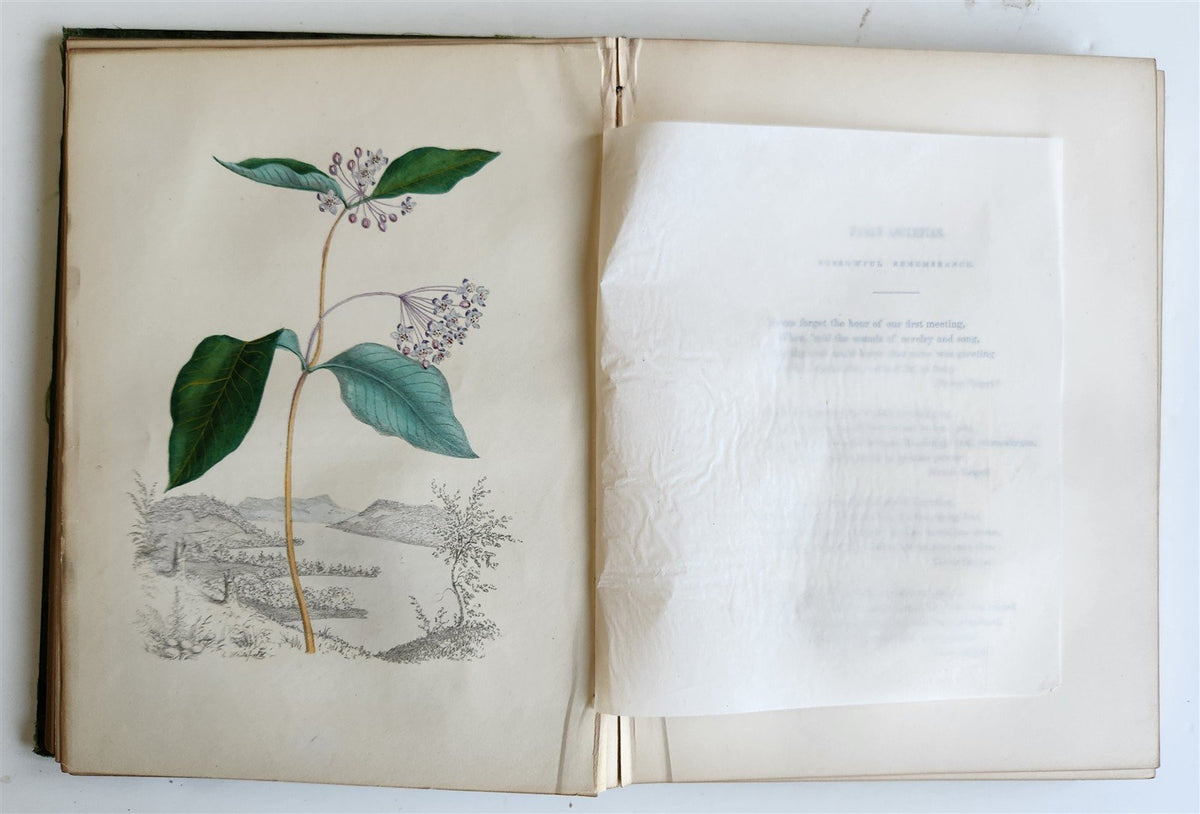1845 AMERICAN WILD FLOWERS in THEIR NATIVE HAUNTS antique 1st ED. ILLUSTRATED