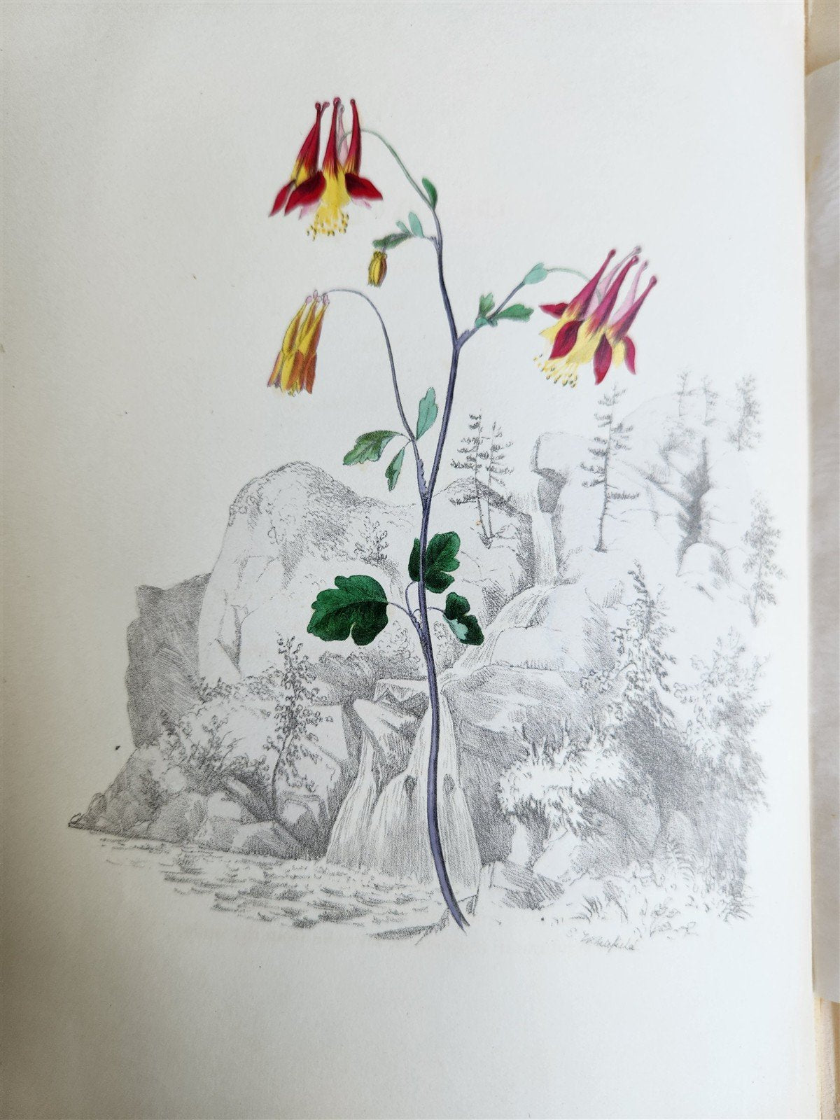 1845 AMERICAN WILD FLOWERS in THEIR NATIVE HAUNTS antique 1st ED. ILLUSTRATED