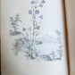 1845 AMERICAN WILD FLOWERS in THEIR NATIVE HAUNTS antique 1st ED. ILLUSTRATED