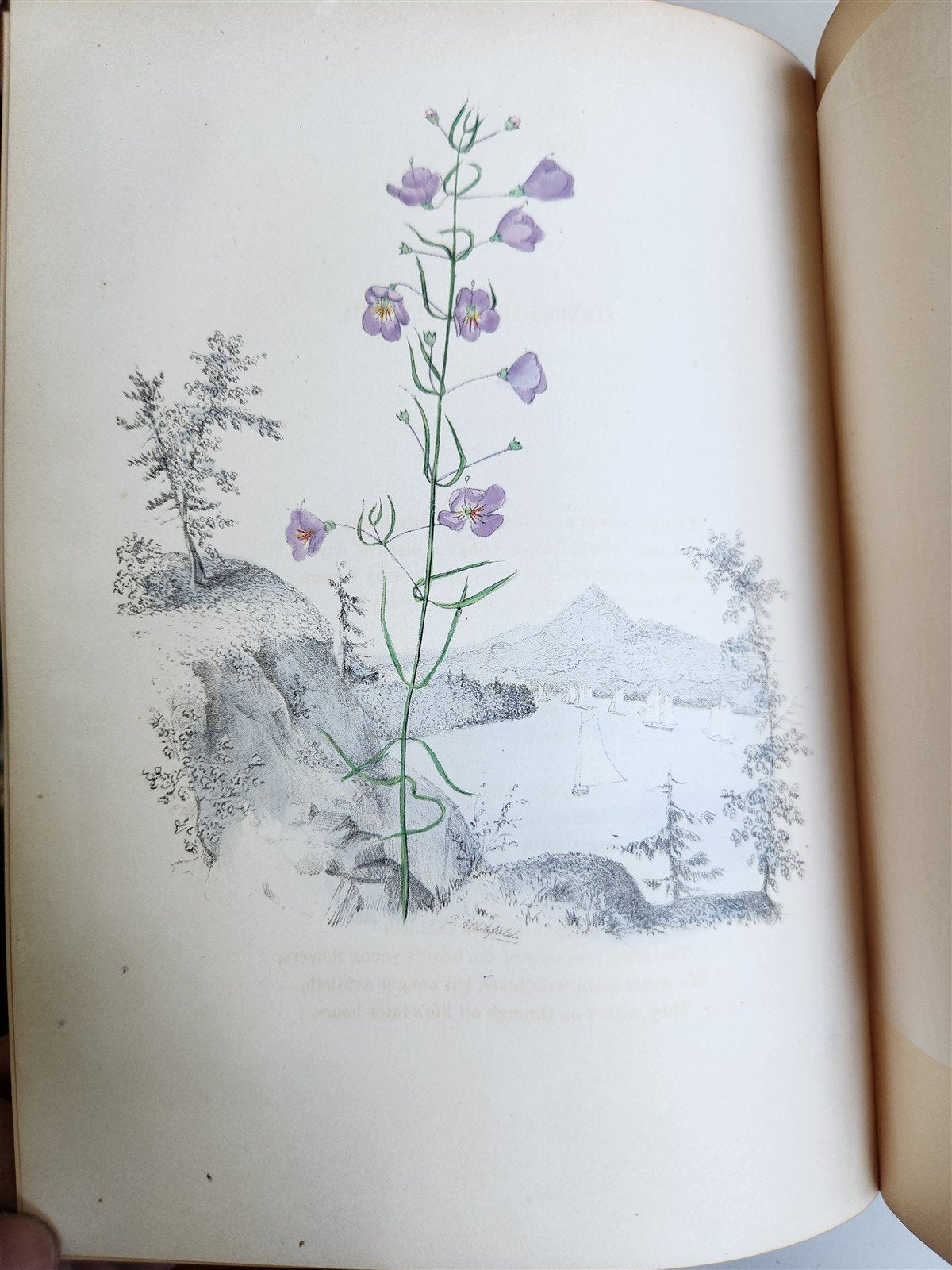 1845 AMERICAN WILD FLOWERS in THEIR NATIVE HAUNTS antique 1st ED. ILLUSTRATED