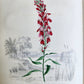 1845 AMERICAN WILD FLOWERS in THEIR NATIVE HAUNTS antique 1st ED. ILLUSTRATED