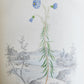 1845 AMERICAN WILD FLOWERS in THEIR NATIVE HAUNTS antique 1st ED. ILLUSTRATED