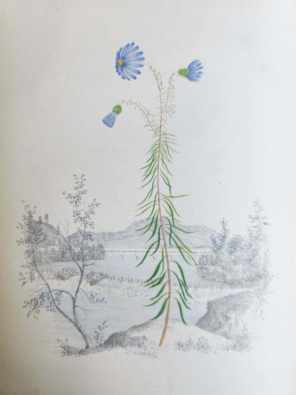 1845 AMERICAN WILD FLOWERS in THEIR NATIVE HAUNTS antique 1st ED. ILLUSTRATED