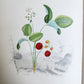 1845 AMERICAN WILD FLOWERS in THEIR NATIVE HAUNTS antique 1st ED. ILLUSTRATED