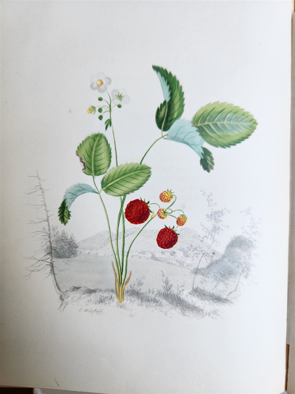 1845 AMERICAN WILD FLOWERS in THEIR NATIVE HAUNTS antique 1st ED. ILLUSTRATED