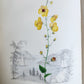 1845 AMERICAN WILD FLOWERS in THEIR NATIVE HAUNTS antique 1st ED. ILLUSTRATED