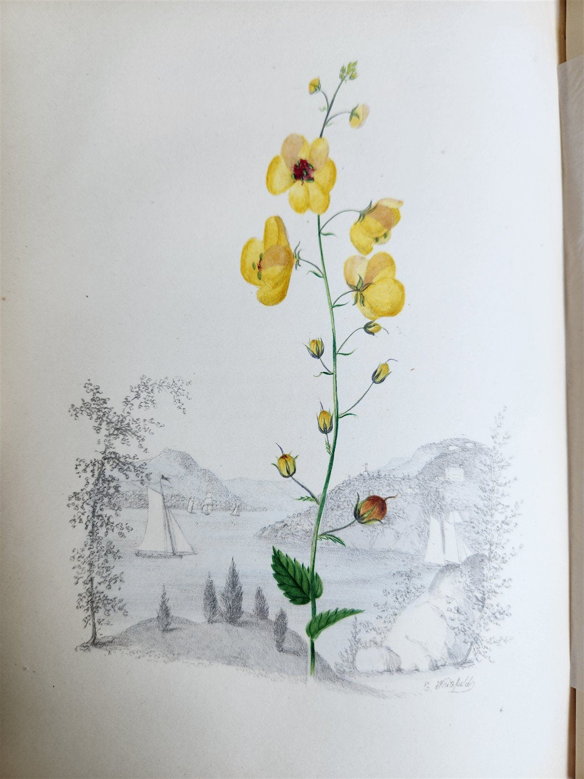 1845 AMERICAN WILD FLOWERS in THEIR NATIVE HAUNTS antique 1st ED. ILLUSTRATED