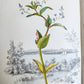 1845 AMERICAN WILD FLOWERS in THEIR NATIVE HAUNTS antique 1st ED. ILLUSTRATED