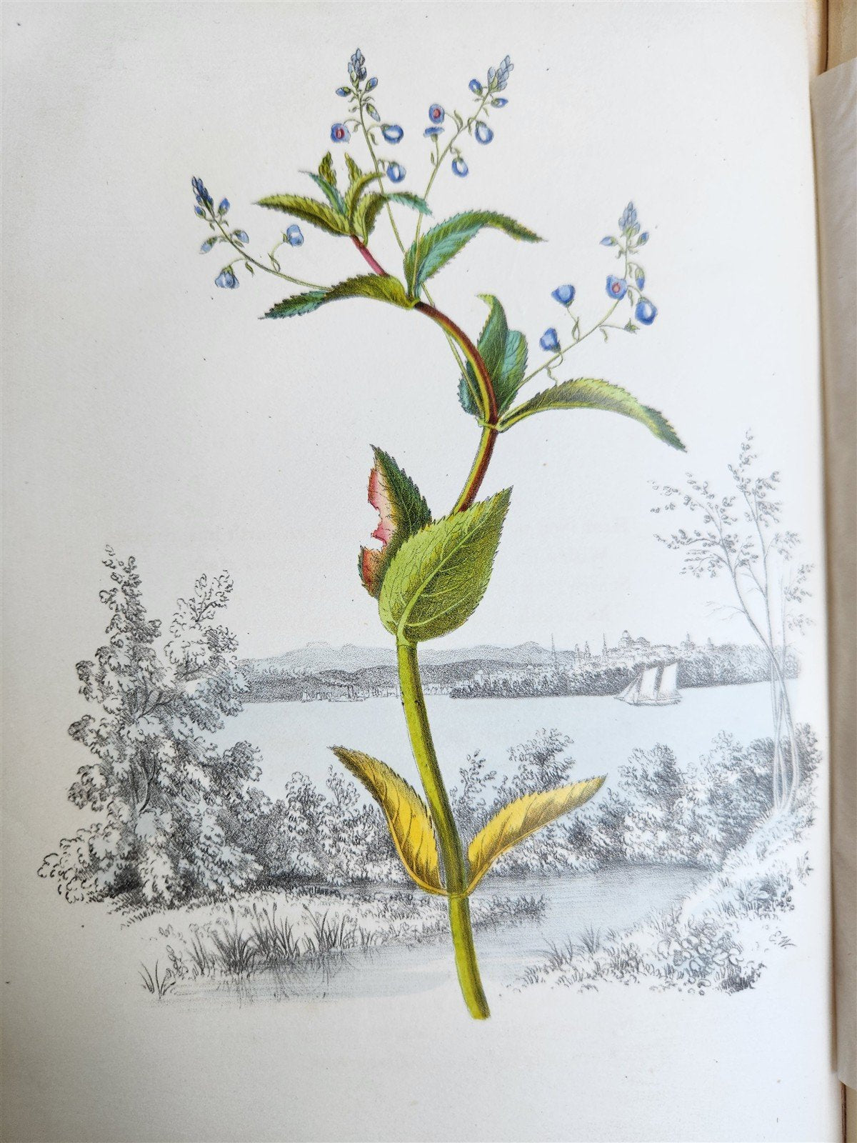 1845 AMERICAN WILD FLOWERS in THEIR NATIVE HAUNTS antique 1st ED. ILLUSTRATED