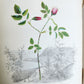 1845 AMERICAN WILD FLOWERS in THEIR NATIVE HAUNTS antique 1st ED. ILLUSTRATED
