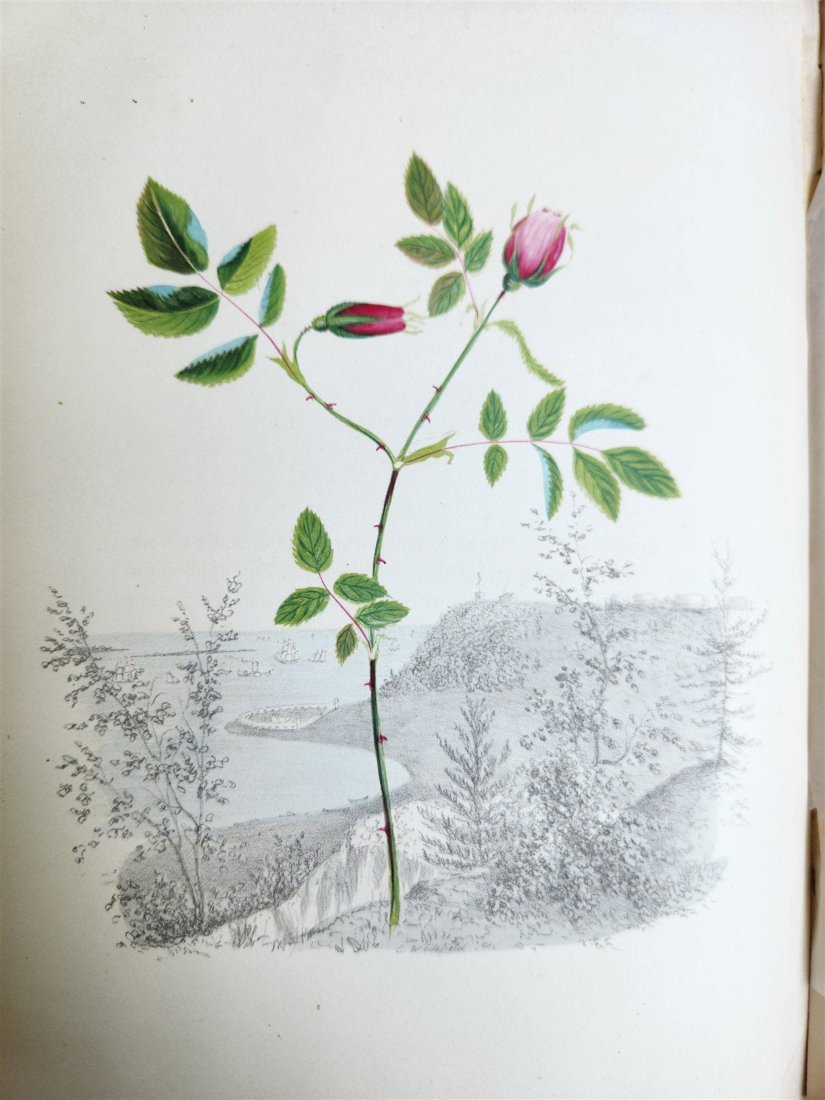 1845 AMERICAN WILD FLOWERS in THEIR NATIVE HAUNTS antique 1st ED. ILLUSTRATED