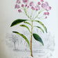 1845 AMERICAN WILD FLOWERS in THEIR NATIVE HAUNTS antique 1st ED. ILLUSTRATED