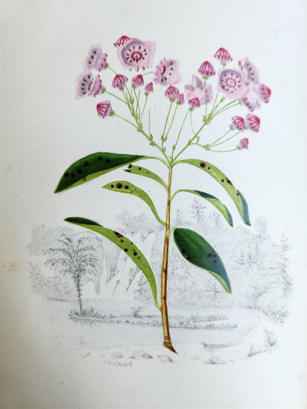 1845 AMERICAN WILD FLOWERS in THEIR NATIVE HAUNTS antique 1st ED. ILLUSTRATED