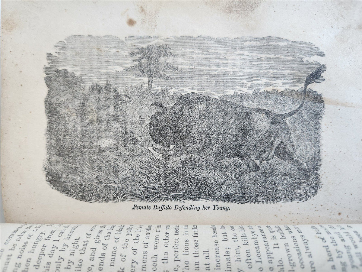 1872 LIVINGSTONE'S AFRICA Herald-Stanley Expedition ILLUSTRATED antique