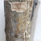 1559 BIBLE COMMENTARIES in GERMAN by Veit Dietrich ANTIQUE pigskin bound FOLIO