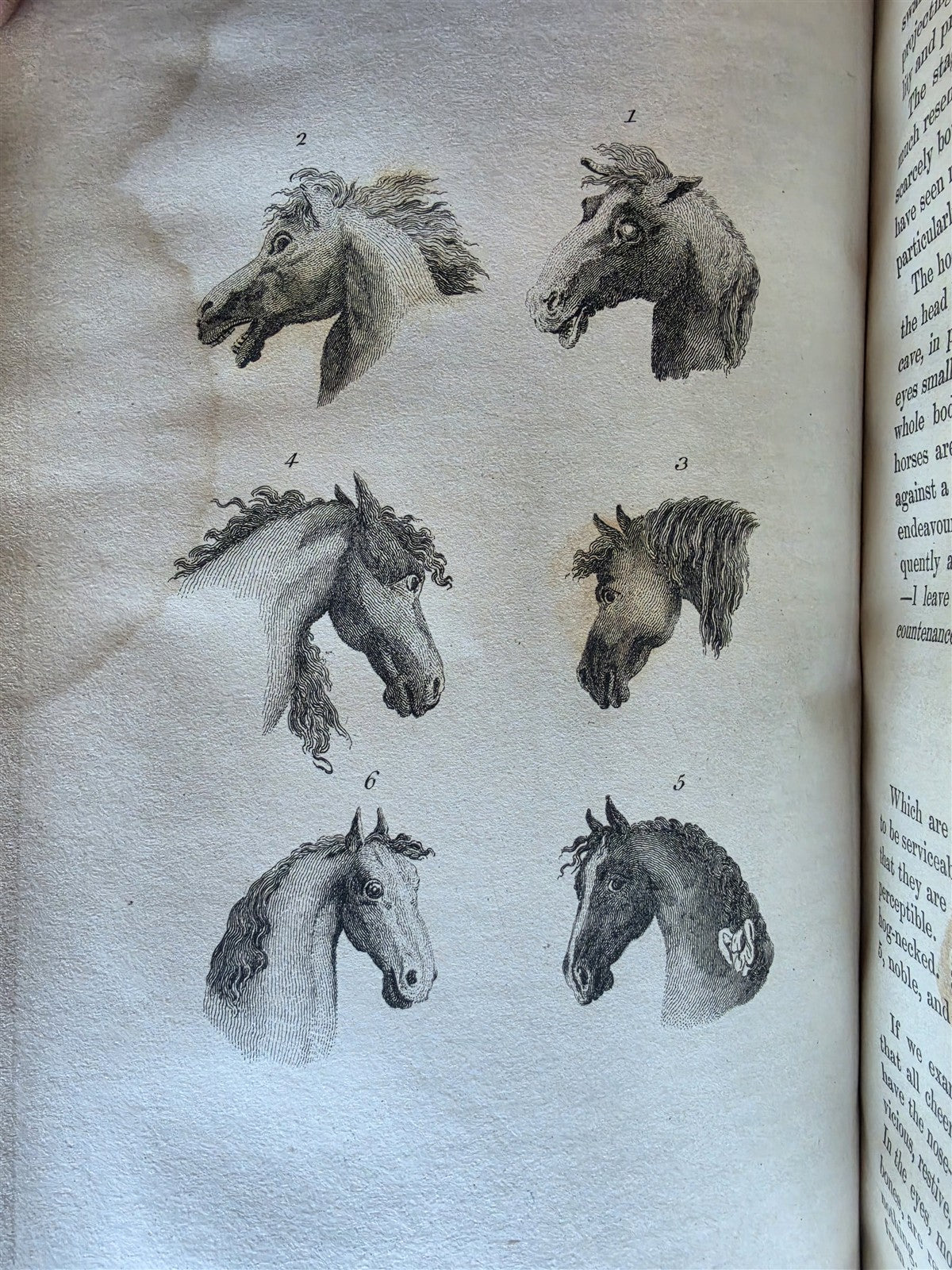 1850 ESSAYS of PHYSIOGNOMY by JOHN CASPAR LAVATER antique ILLUSTRATED