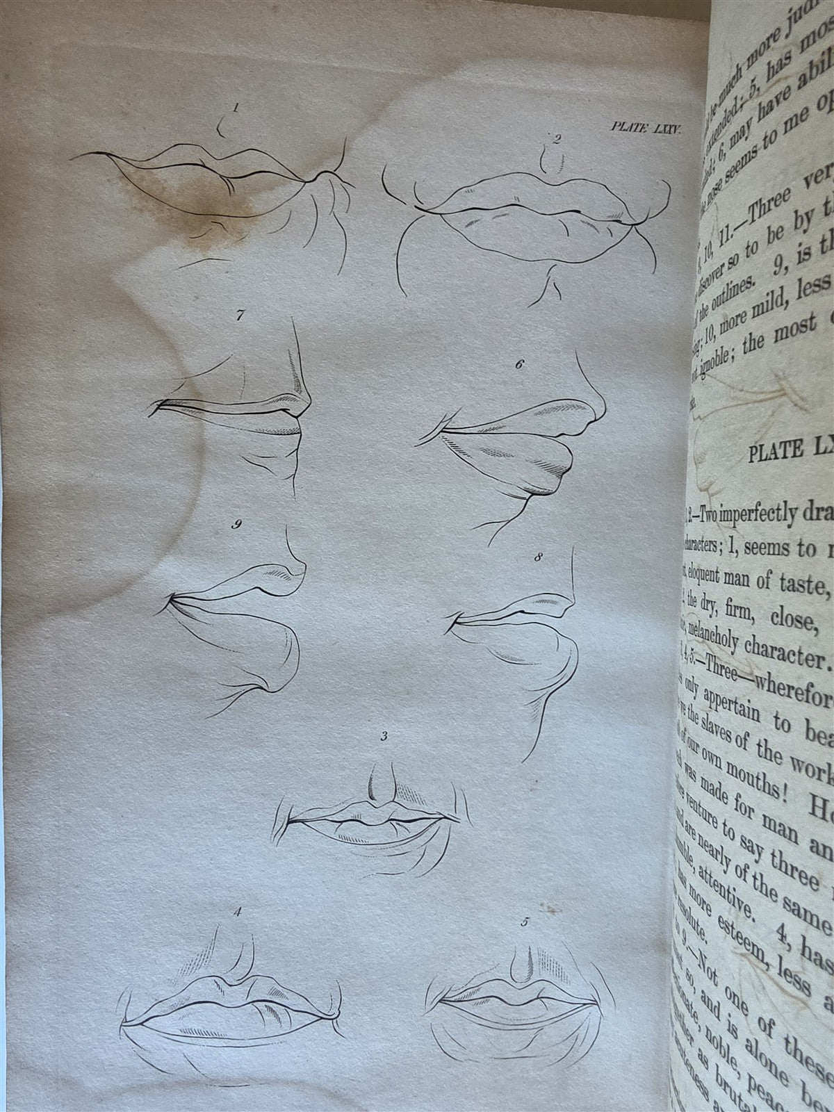 1850 ESSAYS of PHYSIOGNOMY by JOHN CASPAR LAVATER antique ILLUSTRATED