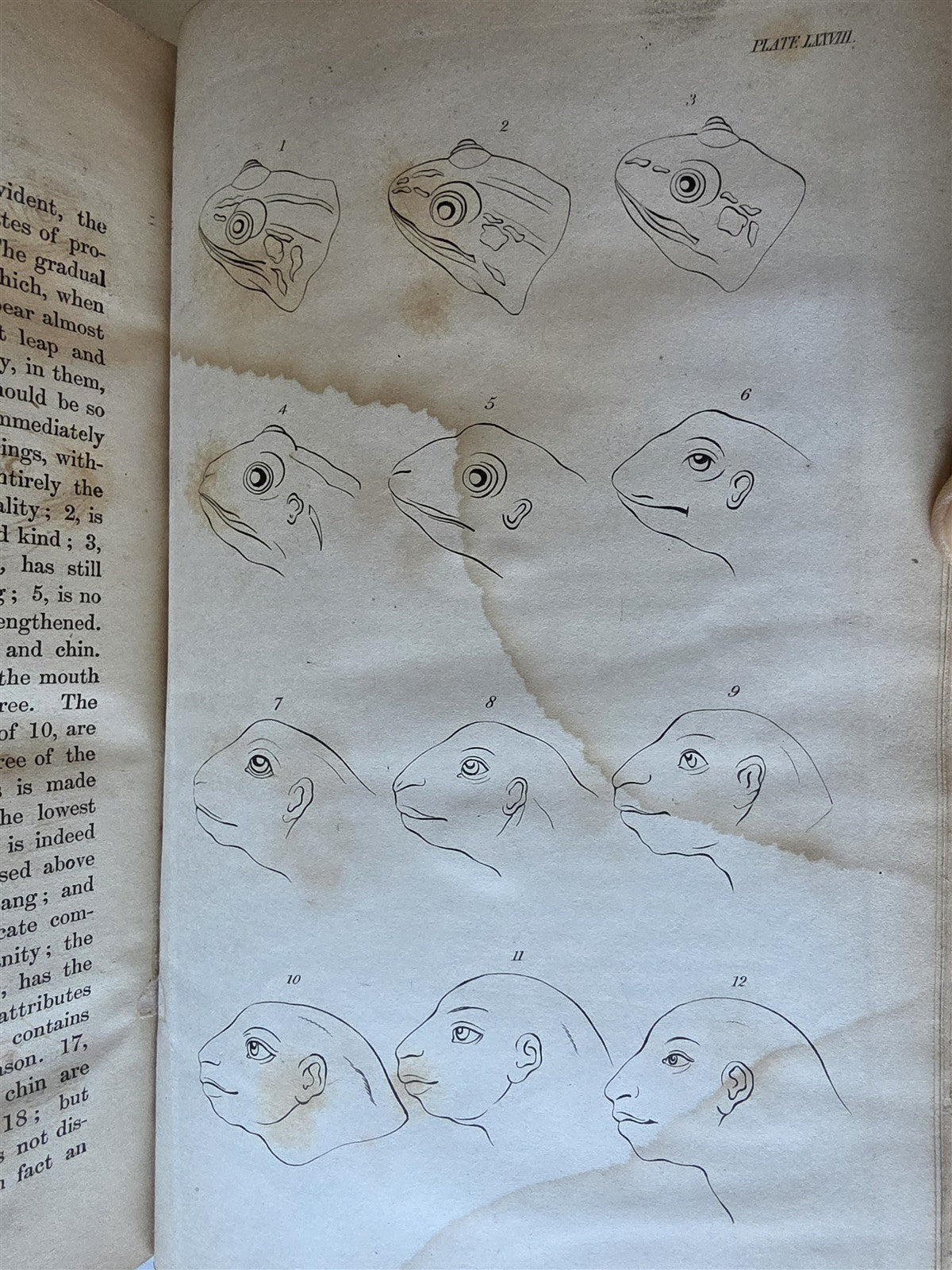 1850 ESSAYS of PHYSIOGNOMY by JOHN CASPAR LAVATER antique ILLUSTRATED