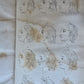 1850 ESSAYS of PHYSIOGNOMY by JOHN CASPAR LAVATER antique ILLUSTRATED